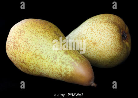 Two whole pears isolated on black. Stock Photo