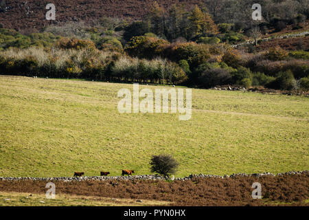 Cattle in Dartmoor National Park, Devon, South West England, United Kingdom. Stock Photo