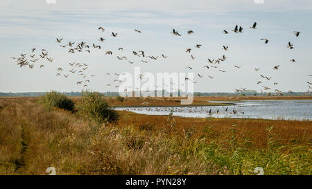 birds flying over the Foxholstermeren Stock Photo