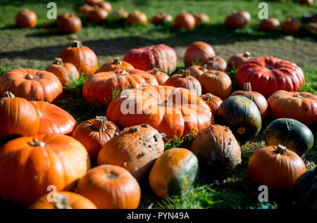 Pumpkins at a farm in Sussex, UK used for creating Jack o lanterns for the celebration of Halloween and are also edible. Stock Photo