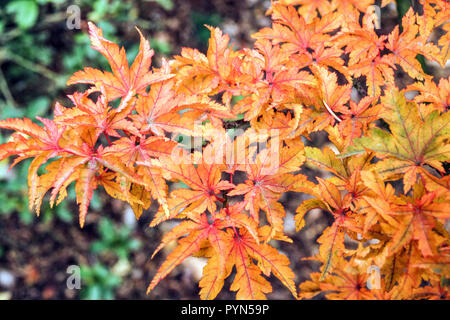 Japanese Maple, Acer palmatum 'Shishigashira' in autumn garden autumn colours Stock Photo