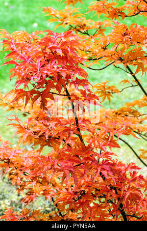 Japanese Maple, Acer palmatum 'Shishigashira' in autumn garden Stock Photo