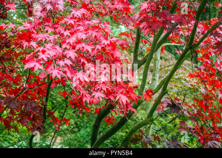 Japanese Maple tree autumn, Acer palmatum 'Nicholsonii', Garden foliage autumn Stock Photo