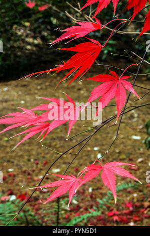 Japanese Maple , Acer palmatum 'Nicholsonii' Stock Photo