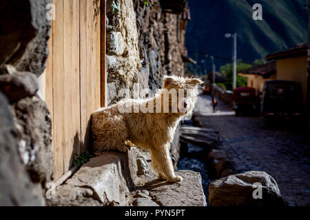 Hund mit weißem Fell sitzt auf einer Treppe in Ollantaytambo, Peru, und schaut in die Kamera. Dog sitting on stairs looking into the camera Stock Photo