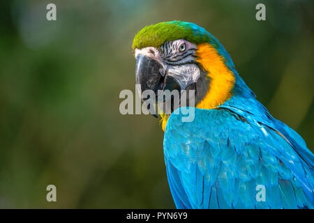 Portrait of a Blue-and-Gold macaw. Stock Photo