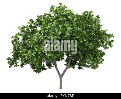 common fig tree isolated on white background. 3d illustration Stock Photo