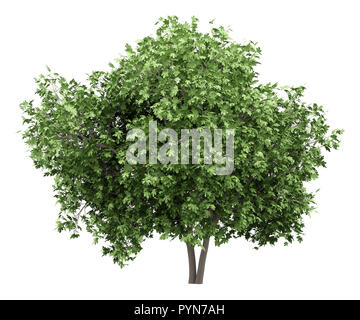 common fig tree isolated on white background. 3d illustration Stock Photo