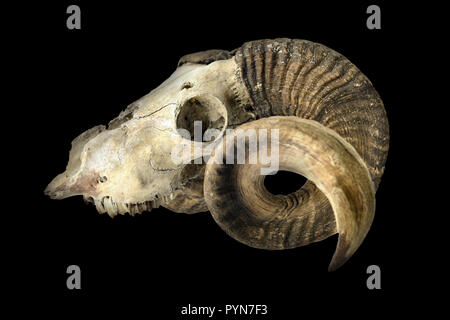 goat skull with horns and teeth on black isolated background. Stock Photo
