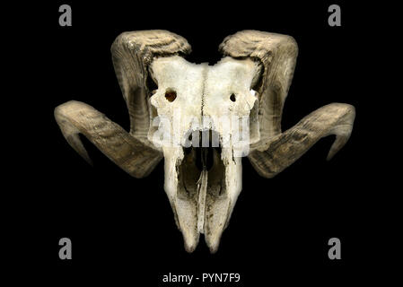 goat skull with horns and teeth on black isolated background. Stock Photo