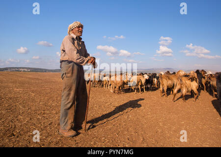 Mature Bedouin shepherd with his herd of sheep. Photographed in the Negev Desert, Israel Stock Photo