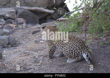 Young male leopard (Panthera pardus) crouching and turning away from the camera. Stock Photo