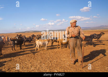 Mature Bedouin shepherd with his herd of sheep. Photographed in the Negev Desert, Israel Stock Photo