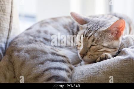 Cute young male silver spotted Bengal cat kitten sleeping peacefully on cushion indoors Stock Photo