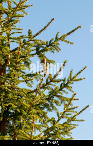 Close up of a pine tree with pinecones on a blue sky background. Photographed in Stubaital, Tyrol, Austria Stock Photo