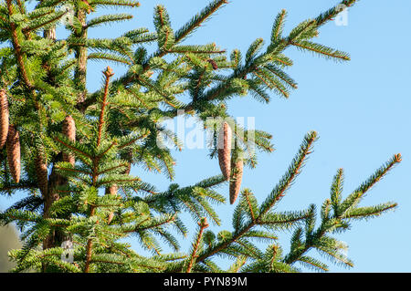 Close up of a pine tree with pinecones on a blue sky background. Photographed in Stubaital, Tyrol, Austria Stock Photo