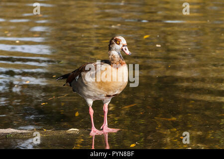 An Egyptian Goose (Alopochen aegyptiaca) stood in the shallow water at Bushy Park,London,England,UK Stock Photo