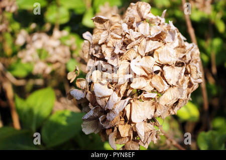 Dried up hydrangea flowers Stock Photo