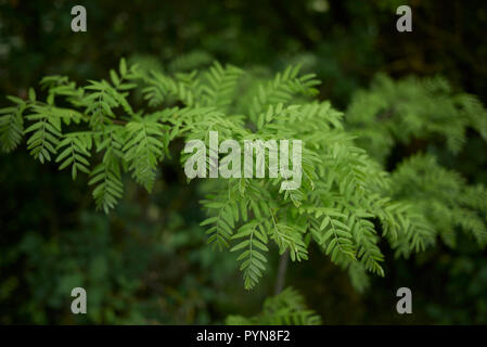 fresh leaves of Gleditsia triacanthos tree Stock Photo