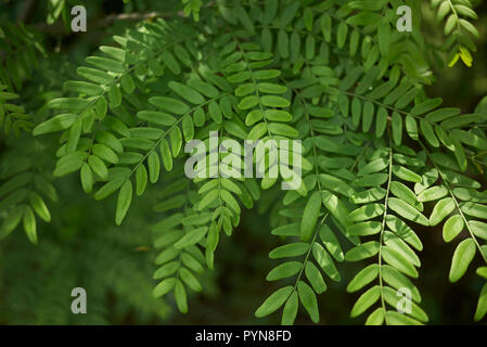 fresh leaves of Gleditsia triacanthos tree Stock Photo