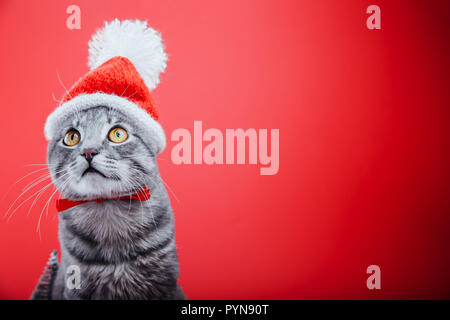 Grey tabby cat wears Santa's hat isolated on red background. Christmas and New year concept Stock Photo