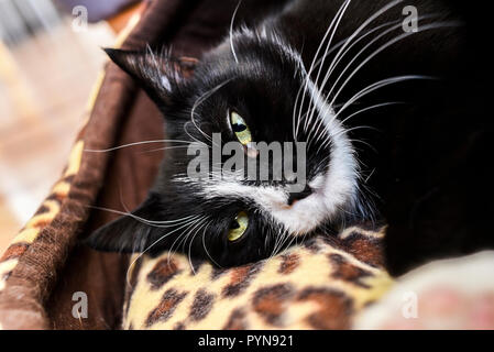 Portrait of a black cat with green eyes swinging at home. Stock Photo