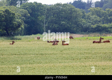 Red Deer (Cervus elaphus). Hinds or females. Feeding from ripening Wheat crop. Browsing seed head panicles from the stalk. Calthorpe Farm, Ingham. Norfolk. Stock Photo