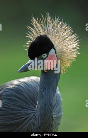 Black, Black-necked or West African Crowned Crane (Balearica p. pavonina). Head and upper neck. Facial details including the shaped bill, white over red coloured cheek patches -compare with B. regulorum. Stock Photo