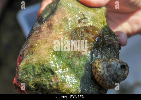 Turban shells (Turbo argyrostoma). A genus of large sea snails with gills and an operculum. Photographed in the shallow tide pools on the beach of Ach Stock Photo