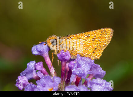 Small orange Fiery Skipper butterfly covered in dew drops on an early fall morning, resting on a purple Buddleia flower Stock Photo