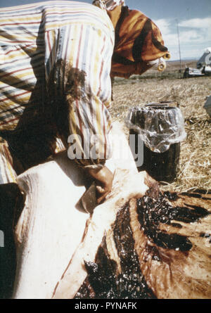 Eskimo woman cutting blubber at spring seal hunting camps 1973 Stock Photo