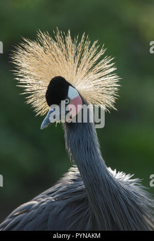 Black Crowned Crane (Balearica p. pavonina). Overall darker plumage and white over red cheek patches help identify this species.​ Stock Photo