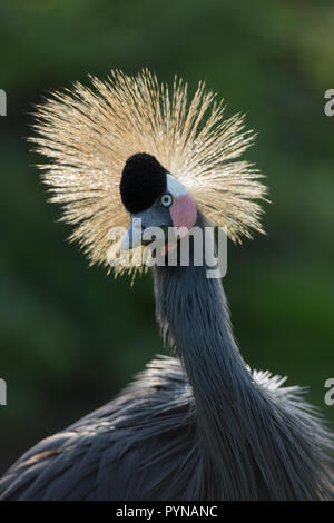 Black Crowned Crane (Balearica p. pavonina). Overall darker plumage and white over red cheek patches help identify this species.​ Stock Photo