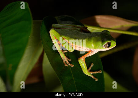 A tree frog photographed in the jungles of Suriname near Bakhuis. Suriname is noted for its unspoiled rainforests and biodiversity with a huge range o Stock Photo