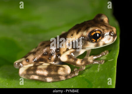 A tree frog photographed in the jungles of Suriname near Botapassie on the Suriname River. Suriname is noted for its unspoiled rainforests and biodive Stock Photo