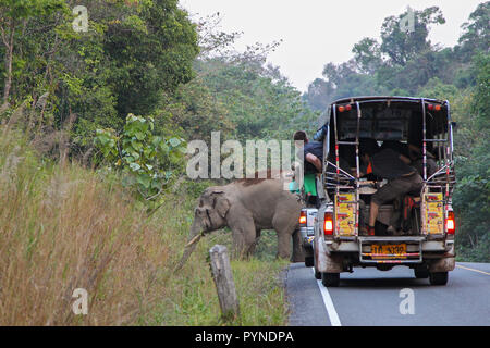 Asian Elephant (Elephas maximus) adult male crossing road, in front of safari group with tourist cars, Khao Yai National Park, Thailand Stock Photo