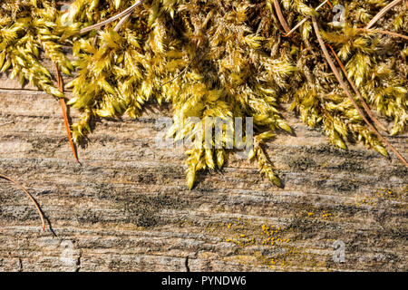 Natural moss on an old piece of wood. Copy space on the bottom. Warm spring sunlight. Stock Photo