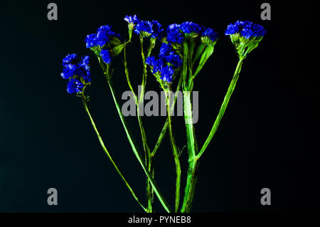 A stalk of fresh blue Cornflower or Centaurea cyanus in full bloom set on a black horizontal background. Stock Photo