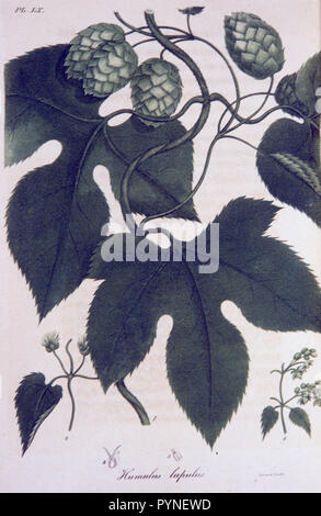 Colored engraving of a common hop plant Stock Photo