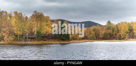 Magnificent autumn colours amongst the trees on the edge of a small loch within Rothiemurchus estate, near Aviemore in the Scottish Highlands.