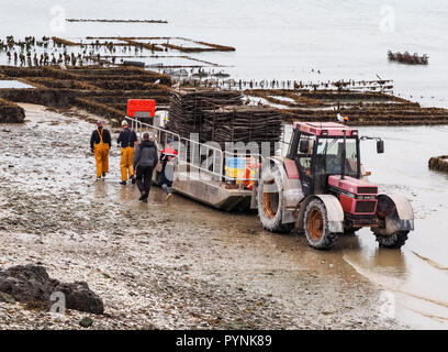 CANCALE, FRANCE - SEPTEMBER Circa, 2018. Local oyster seafood farmers workers harvests with tractor and trailer carrying oysters in metal bags from th Stock Photo