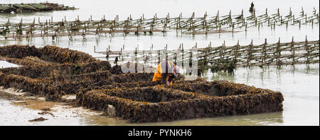 CANCALE, FRANCE - SEPTEMBER Circa, 2018. Local oyster seafood farmer worker carrying oysters in metal bags from the beds at low. Healthy diet food con Stock Photo