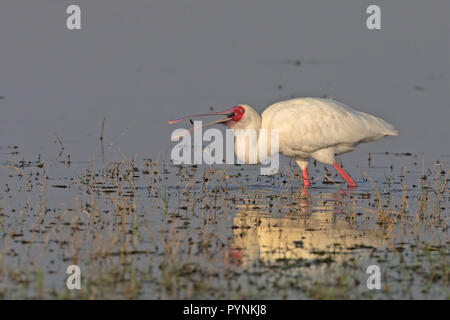 African Spoonbill Stock Photo