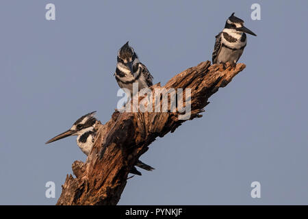 Pied kingfishers Stock Photo