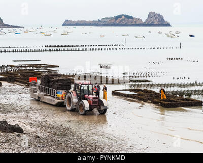 CANCALE, FRANCE - SEPTEMBER Circa, 2018. Local oyster seafood farmers workers harvests with tractor and trailer carrying oysters in metal bags from th Stock Photo