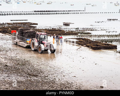 CANCALE, FRANCE - SEPTEMBER Circa, 2018. Local oyster seafood farmers workers harvests with tractor and trailer carrying oysters in metal bags from th Stock Photo