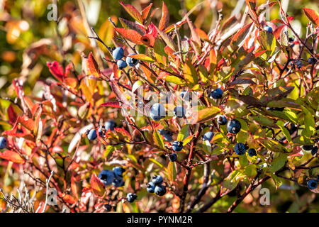 Blue berries on a bush in the fall Stock Photo