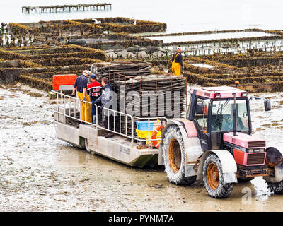 CANCALE, FRANCE - SEPTEMBER Circa, 2018. Local oyster seafood farmers workers harvests with tractor and trailer carrying oysters in metal bags from th Stock Photo