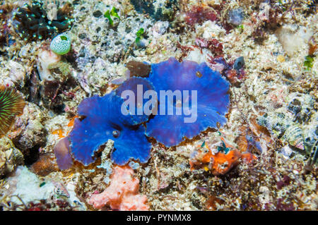 Disk anemone [Discosoma sp.].  Discosomatidae is a family of marine cnidarians closely related to the true sea anemones [Actiniaria].  Corallimorphari Stock Photo