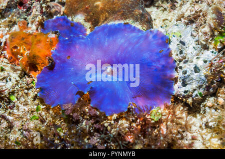 Disk anemone [Discosoma sp.].  Discosomatidae is a family of marine cnidarians closely related to the true sea anemones [Actiniaria].  Corallimorphari Stock Photo